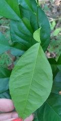 Citrus