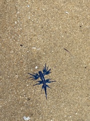 Glaucus atlanticus