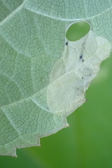 Aspilanta hydrangaeella