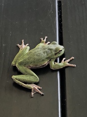 Hyla sarda