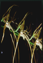 Brassia caudata