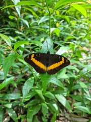 Lexias aeropa