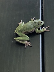 Hyla sarda