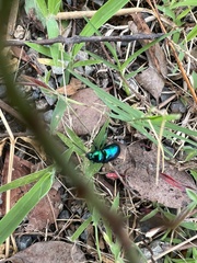 Chrysochus chinensis