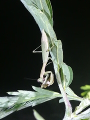 Callimantis antillarum