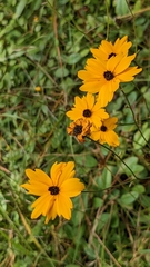 Coreopsis linifolia