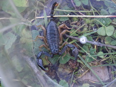 Euscorpius flavicaudis