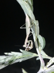 Callimantis antillarum