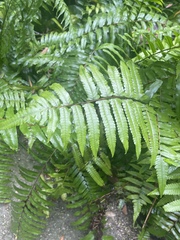 Nephrolepis biserrata