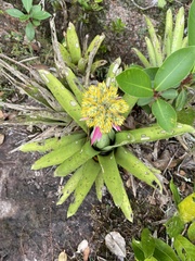Aechmea stenosepala
