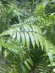 Nephrolepis biserrata