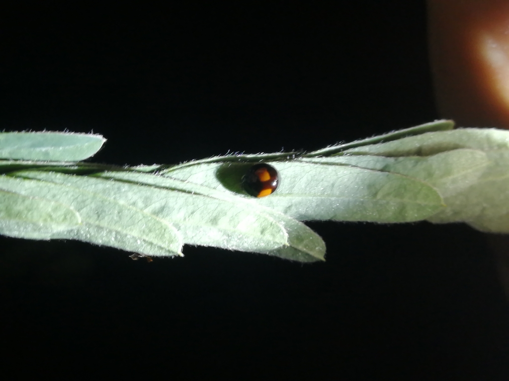 Cactus Lady Beetle from Independencia, República Dominicana on ...