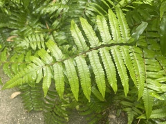 Nephrolepis biserrata