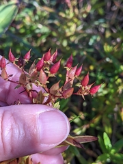 Hypericum adpressum