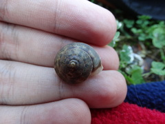 Helicigona lapicida