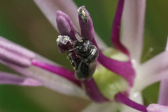 Hylaeus mesillae cressoni
