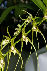 Brassia caudata