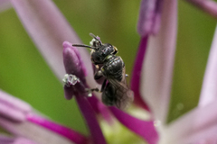 Hylaeus mesillae cressoni