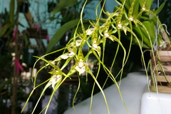 Brassia caudata