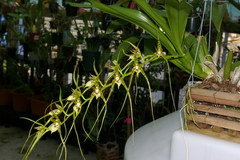 Brassia caudata