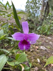 Sobralia