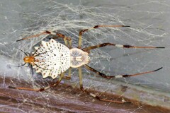 Herennia multipuncta