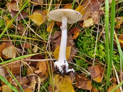 Amanita porphyria