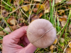 Amanita porphyria