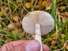 Amanita porphyria