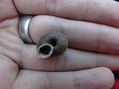 Helicigona lapicida