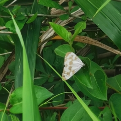 Nyctemera adversata