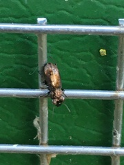 Notiophilus biguttatus