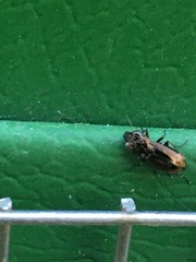 Notiophilus biguttatus