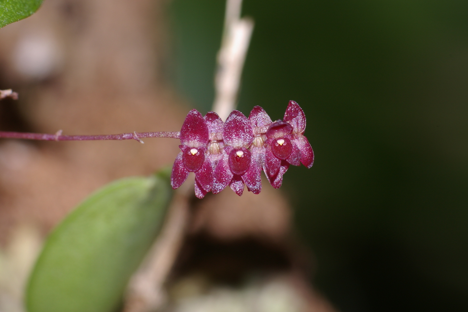 Lepanthopsis melanantha