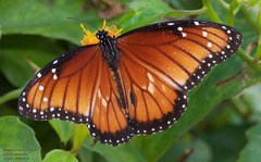 Danaus eresimus