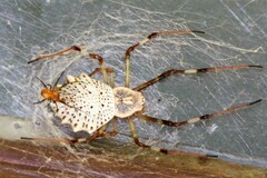 Herennia multipuncta