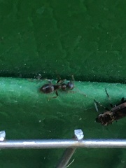 Notiophilus biguttatus