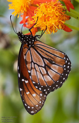 Danaus eresimus