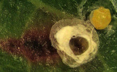 Hemiberlesia rapax