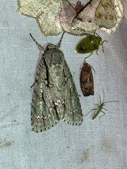 Acronicta