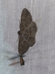 Iridopsis vellivolata