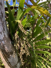 Catopsis sessiliflora