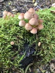 Mycena renati