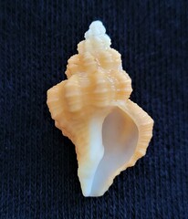 Hesperisternia multangulus