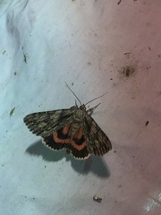 Catocala coccinata