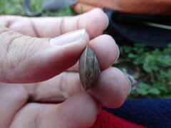 Helicigona lapicida