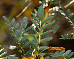 Sophora macrocarpa