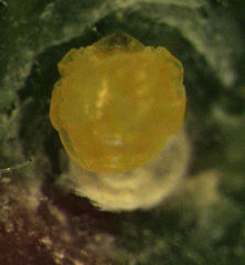 Hemiberlesia rapax