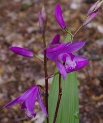Bletilla striata