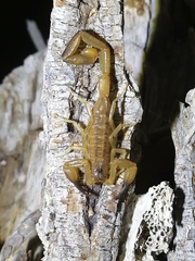 Centruroides nitidus
